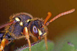 Nomada goodeniana / Feld-Wespenbiene / Apinae (Echte Bienen) / Ordnung: Hautflgler - Hymenoptera