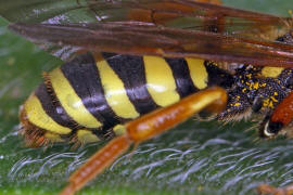 Hinterleib von der Seite / Nomada goodeniana / Feld-Wespenbiene / Apinae (Echte Bienen) / Ordnung: Hautflgler - Hymenoptera