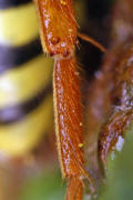 Unterer Rand der Hintertibia und Metatarsus 1 / Nomada goodeniana / Feld-Wespenbiene / Apinae (Echte Bienen) / Ordnung: Hautflgler - Hymenoptera
