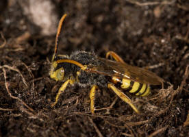 Nomada lathburiana / Rothaarige Wespenbiene / Apidae (Echte Bienen) / Ordnung: Hautflgler - Hymenoptera