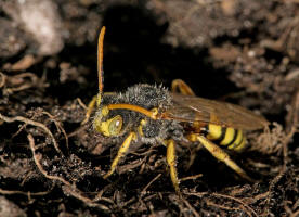 Nomada lathburiana / Rothaarige Wespenbiene / Apidae (Echte Bienen) / Ordnung: Hautflgler - Hymenoptera