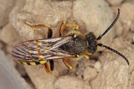 Nomada succincta / Gegrtete Wespenbiene / Apinae (Echte Bienen) / Ordnung: Hautflgler - Hymenoptera