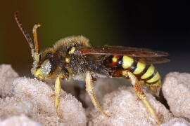 Nomada succincta / Gegrtete Wespenbiene / Apinae (Echte Bienen) / Ordnung: Hautflgler - Hymenoptera