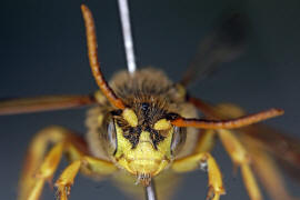 Nomada succincta / Gegrtete Wespenbiene / Apinae (Echte Bienen) / Ordnung: Hautflgler - Hymenoptera