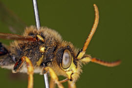 Nomada succincta / Gegrtete Wespenbiene / Apinae (Echte Bienen) / Ordnung: Hautflgler - Hymenoptera