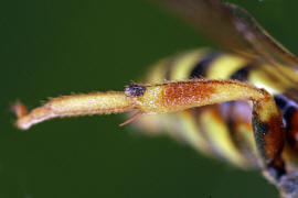 Nomada succincta / Gegrtete Wespenbiene / Apinae (Echte Bienen) / Ordnung: Hautflgler - Hymenoptera