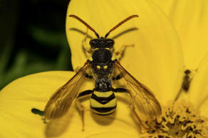 Nomada succincta / Gegrtete Wespenbiene / Apinae (Echte Bienen) / Ordnung: Hautflgler - Hymenoptera