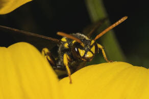 Nomada succincta / Gegrtete Wespenbiene / Apinae (Echte Bienen) / Ordnung: Hautflgler - Hymenoptera