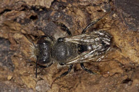 Osmia bicolor / Zweifarbige Schneckenhaus Mauerbiene / Megachilinae ("Blattschneiderbienenartige") / Hautflgler - Hymenoptera