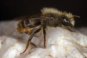 Osmia bicolor / Zweifarbige Schneckenhaus Mauerbiene / Megachilinae ("Blattschneiderbienenartige") / Hautflgler - Hymenoptera