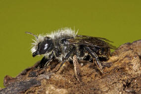 Osmia bicolor / Zweifarbige Schneckenhaus Mauerbiene / Megachilinae ("Blattschneiderbienenartige") / Hautflgler - Hymenoptera