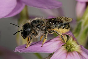 Osmia brevicornis / Schterich-Mauerbiene / Megachilinae ("Blattschneiderbienenartige") / Hautflgler - Hymenoptera