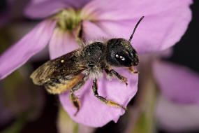 Osmia brevicornis / Schterich-Mauerbiene / Megachilinae ("Blattschneiderbienenartige") / Hautflgler - Hymenoptera