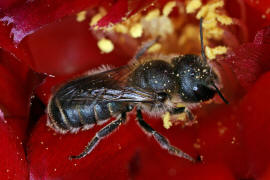 Osmia caerulescens / Blaugrne Mauerbiene / Megachilinae ("Blattschneiderbienenartige") / Hautflgler - Hymenoptera