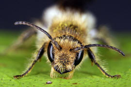 Chelostoma florisomne (= Osmia florisomnis) / Hahnenfu-Scherenbiene (Mnnchen) / "Blattschneiderbienenartige" - Megachilidae / Ordnung: Hautflgler - Hymenoptera