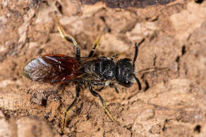 Sphecodes monilicornis / Dickkopf-Blutbiene / Schmal- / Furchenbienen - Halictidae / Ordnung: Hautflgler - Hymenoptera