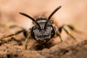 Sphecodes monilicornis / Dickkopf-Blutbiene / Schmal- / Furchenbienen - Halictidae / Ordnung: Hautflgler - Hymenoptera