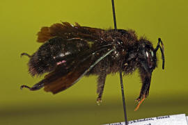 Xylocopa valga / Schwarzfhler Holzbiene / stliche Holzbiene / Apinae - Echte Bienen / Hautflgler - Hymenoptera