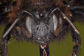 Xylocopa valga / Schwarzfhler Holzbiene / stliche Holzbiene / Apinae - Echte Bienen / Hautflgler - Hymenoptera