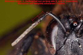 Xylocopa valga / stliche Holzbiene / Apinae - Echte Bienen / Hautflgler - Hymenoptera