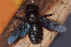 Xylocopa violacea / Blauschwarze Holzbiene / Apinae (Echte Bienen)