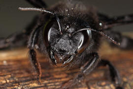 Xylocopa violacea / Blauschwarze Holzbiene / Apinae (Echte Bienen)