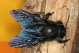 Xylocopa violacea / Blauschwarze Holzbiene / Apinae (Echte Bienen)