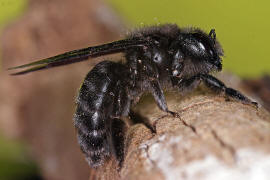 Xylocopa violacea / Blauschwarze Holzbiene / Apinae (Echte Bienen)