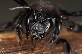 Xylocopa violacea / Blauschwarze Holzbiene / Apinae (Echte Bienen)