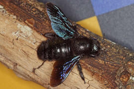 Xylocopa violacea / Blauschwarze Holzbiene / Apinae (Echte Bienen)