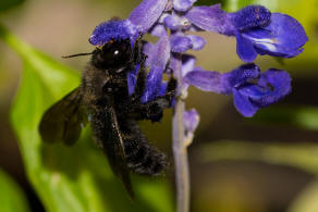 Xylocopa violacea / Blauschwarze Holzbiene / Apinae (Echte Bienen)