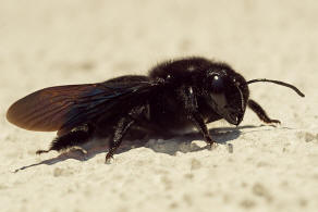 Xylocopa violacea / Blauschwarze Holzbiene / Apinae (Echte Bienen)