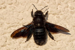 Xylocopa violacea / Blauschwarze Holzbiene / Apinae (Echte Bienen)