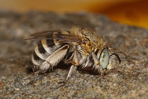 Amegilla albigena (Lepeletier, 1841) / Apidae (Echte Bienen) / Ordnung: Hautflgler - Hymenoptera