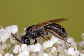 Andrena (Micrandrena) anthrisci / Kerbel-Zwergsandbiene / Andreninae - Micrandrena (Sandbienenartige) / Hautflgler - Hymenoptera