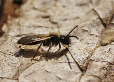 Andrena bicolor / Zweifarbige Sandbiene (Mnnchen)