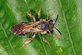 Andrena (Notandrena) chrysosceles / Gelbbeinige Kiel-Sandbiene / Andrenidae (Sandbienenartige) / Hautflügler - Hymenoptera