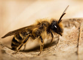 Andrena flavipes / Gewhnliche Bindensandbiene / Gemeine Erdbiene (Mnnchen) / Andreninae (Sandbienenartige) / Hautflgler - Hymenoptera