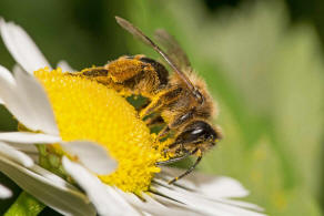 Andrena flavipes / Gewhnliche Bindensandbiene / Gemeine Erdbiene