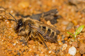 Andrena flavipes / Gewhnliche Bindensandbiene / Gemeine Erdbiene (Mnnchen) / Andreninae (Sandbienenartige) / Hautflgler - Hymenoptera