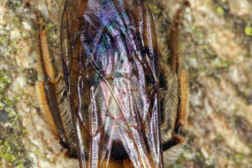 Andrena fucata / Wald-Lockensandbiene / Andreninae (Sandbienenartige) / Hautflgler - Hymenoptera