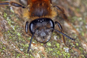 Andrena fucata / Wald-Lockensandbiene / Andreninae (Sandbienenartige) / Hautflgler - Hymenoptera