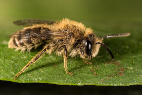 Andrena fuscipes / Heidekraut-Herbstsandbiene / Andrenidae (Sandbienenartige) / Hautflgler - Hymenoptera