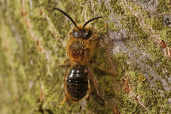 Andrena haemorrhoa / Rotschopfige Sandbiene / Andreninae (Sandbienenartige) - Mnnchen