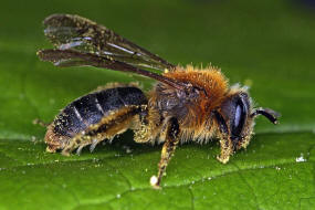 Andrena (Biareolina) lagopus / Zweizellige Sandbiene / Andreninae (Sandbienenartige) / Hautflgler - Hymenoptera