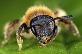 Andrena (Biareolina) lagopus / Zweizellige Sandbiene / Andreninae (Sandbienenartige) / Hautflgler - Hymenoptera