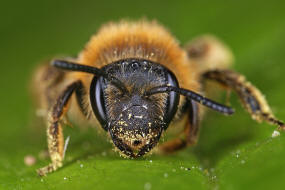 Andrena (Biareolina) lagopus / Zweizellige Sandbiene / Andreninae (Sandbienenartige) / Hautflgler - Hymenoptera