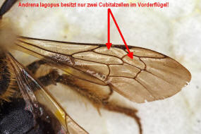 Andrena (Biareolina) lagopus / Zweizellige Sandbiene / Andreninae (Sandbienenartige) / Hautflgler - Hymenoptera