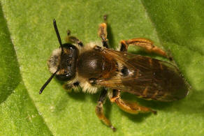 Andrena lathyri / Zaunwicken-Sandbiene / Andrenidae (Sandbienenartige) / Hautflgler - Hymenoptera