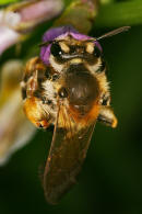 Andrena lathyri / Zaunwicken-Sandbiene / Andrenidae (Sandbienenartige) / Hautflgler - Hymenoptera